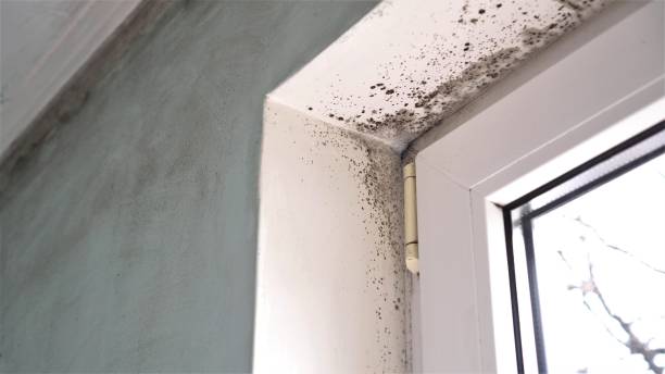 Professional Mold Removal in Gorman, TX