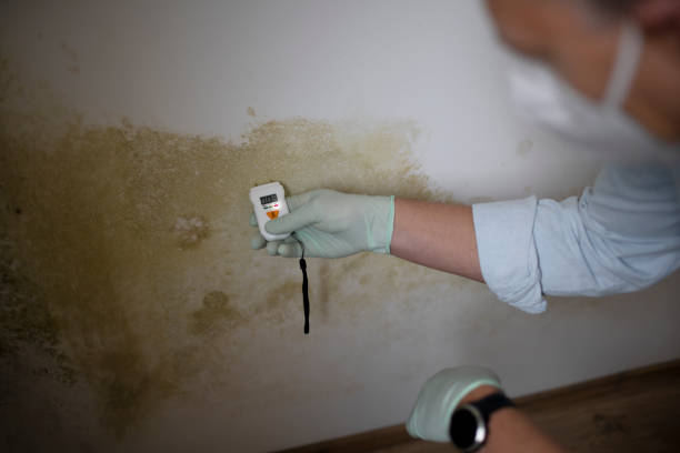 Best Professional Mold Removal  in Gorman, TX