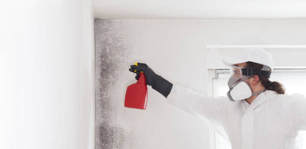 Home Mold Removal in Gorman, TX