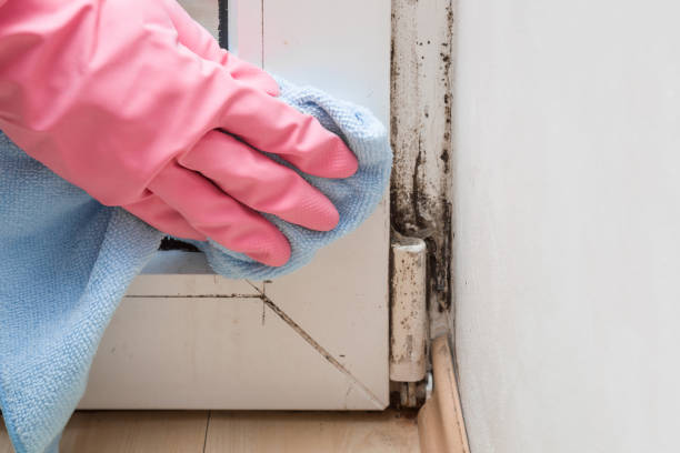 Best Black Mold Removal  in Gorman, TX